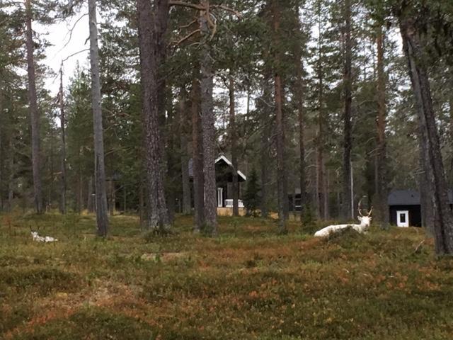 Yllaes Suistotie Cottage Äkäslompolo エクステリア 写真